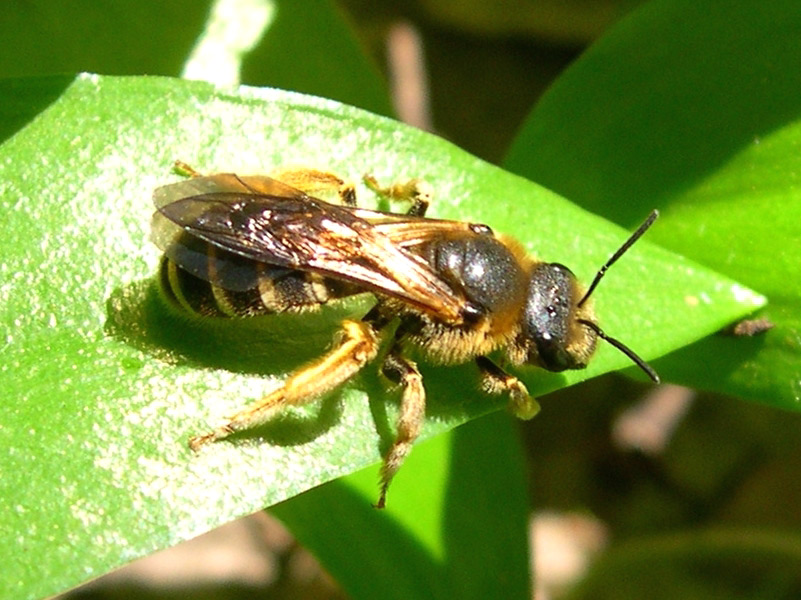 Apidae Halictinae? S !